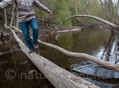 BB 12 0206 / Alnus incana / Gråor